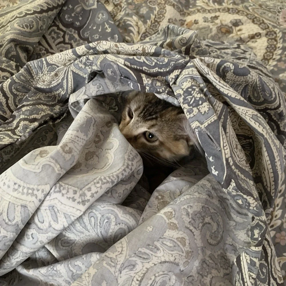 Pottery Barn Beale Paisley Duvet Cover And Two Shams